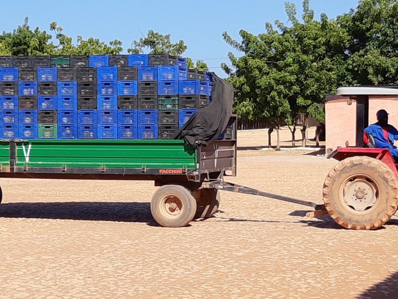 Transport practices for melon